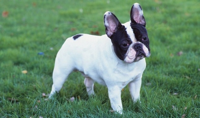 French Bulldog