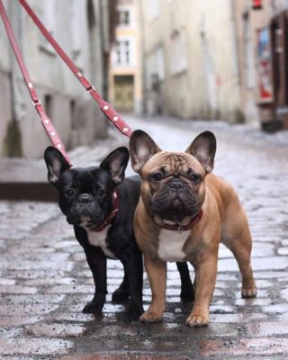 French Bulldog