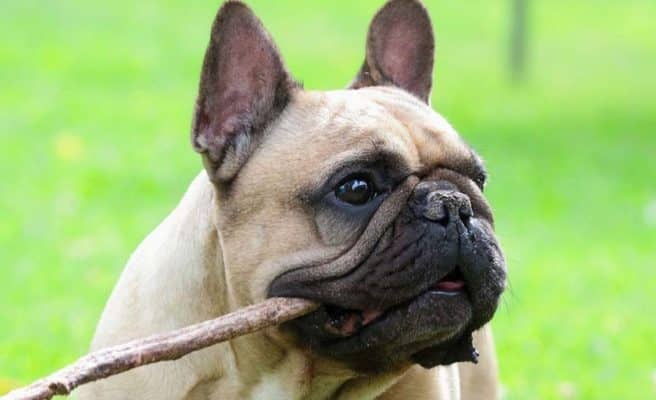 French Bulldog