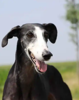 Galgo Español