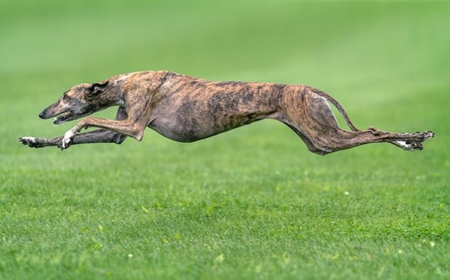 Greyhound