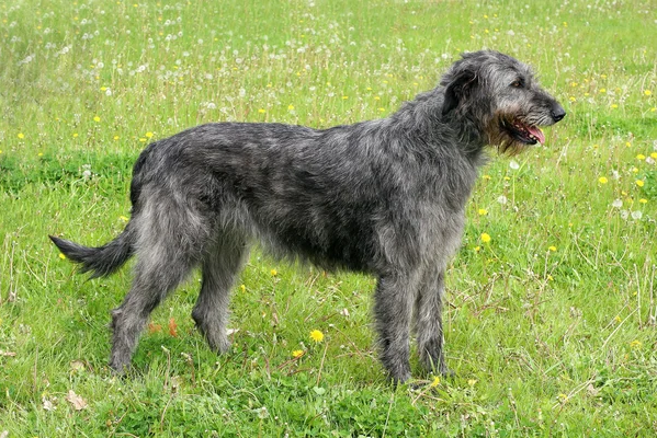 Irish Wolfhound