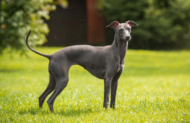 Italian Greyhound
