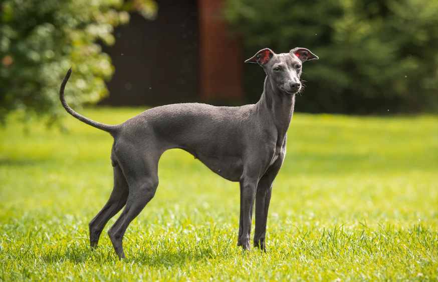 Italian Greyhound