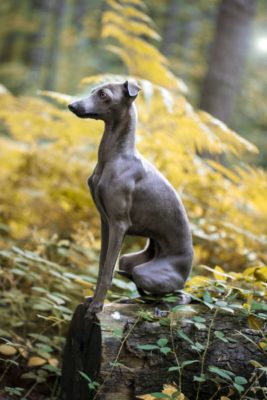 Italian Greyhound