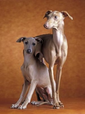 Italian Greyhound