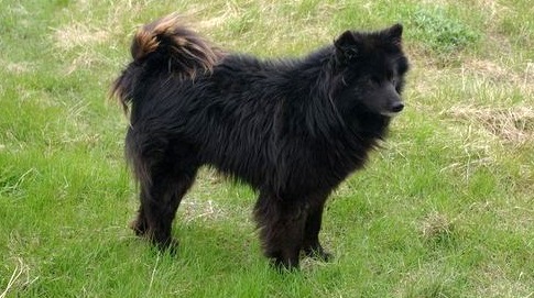 Nenets Herding Laika