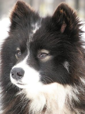 Nenets Herding Laika