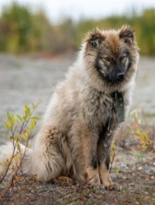 Nenets Herding Laika