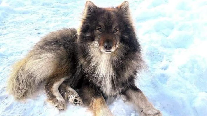 Nenets Herding Laika