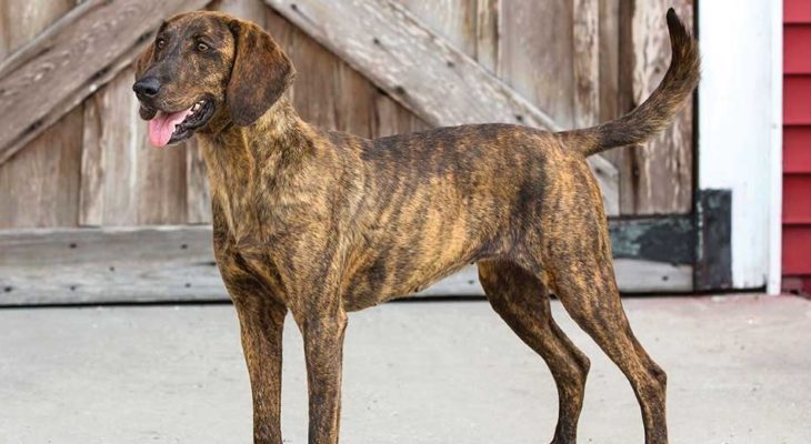 Plott Hound