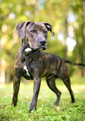 Plott Hound