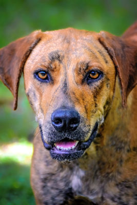 Plott Hound