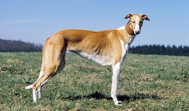 Polish Greyhound