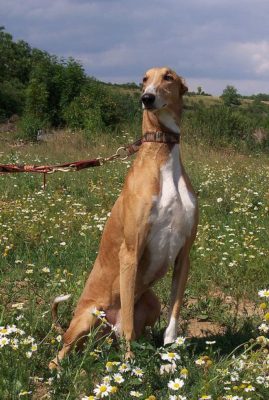 Polish Greyhound