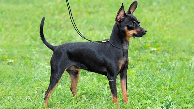 Pražský Krysařík