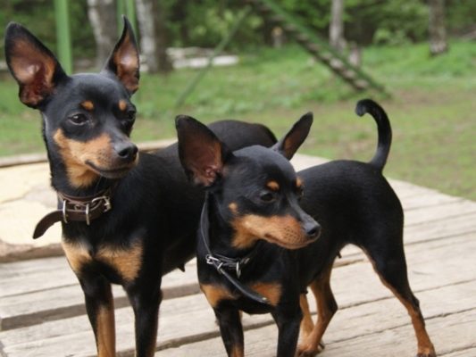 Pražský Krysařík