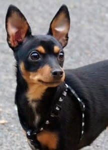 Pražský Krysařík