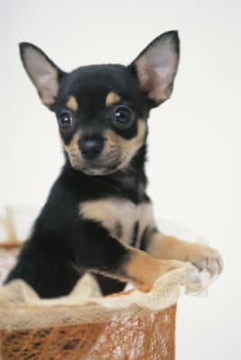 Pražský Krysařík