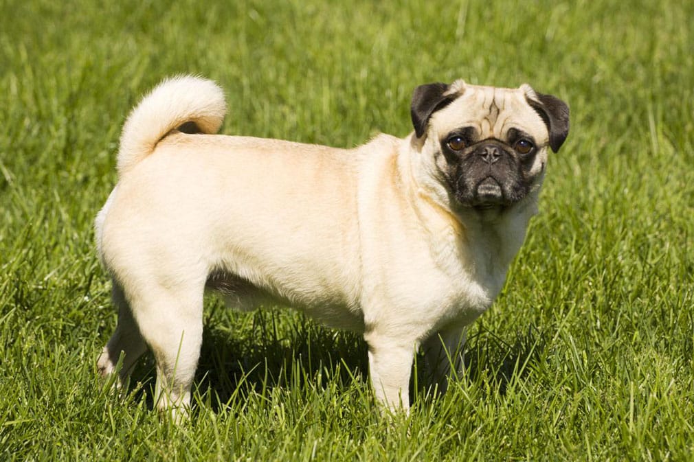 Pug