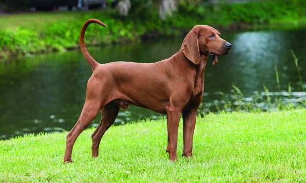 Redbone Coonhound