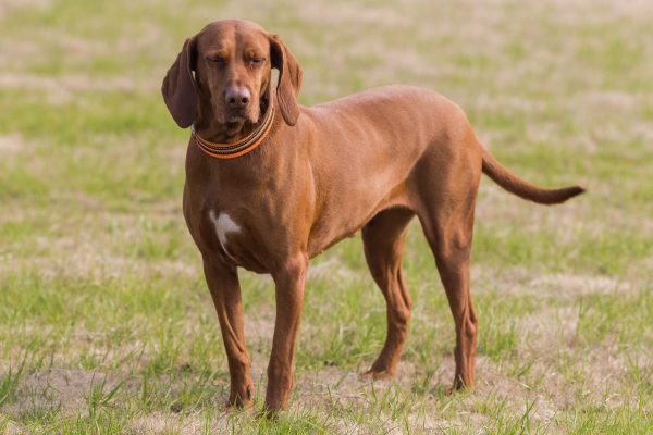 Redbone Coonhound