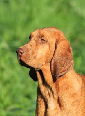 Redbone Coonhound