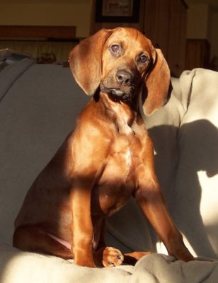 Redbone Coonhound
