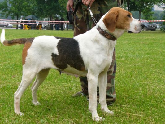 Russian Harlequin Hound