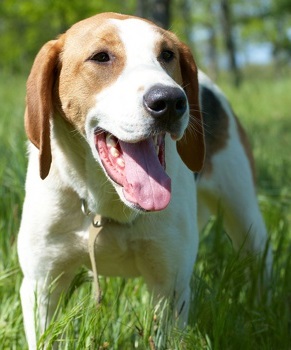 Russian Harlequin Hound