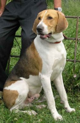 Russian Harlequin Hound