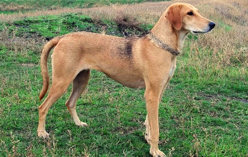 Russian Piebald Hound
