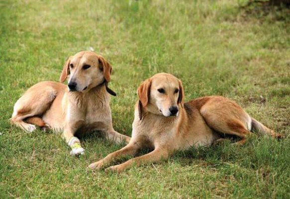 Russian Piebald Hound