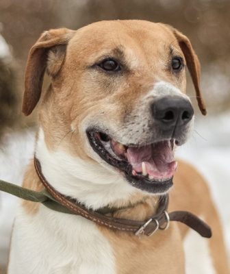 Russian Piebald Hound