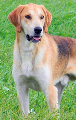 Russian Piebald Hound