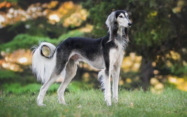 Saluki