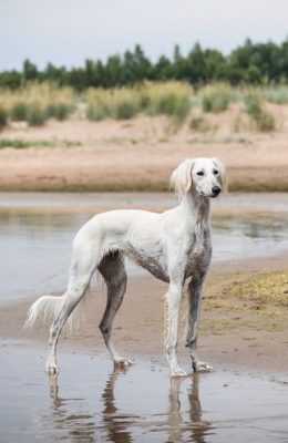 Saluki