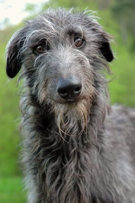 Scottish Deerhound
