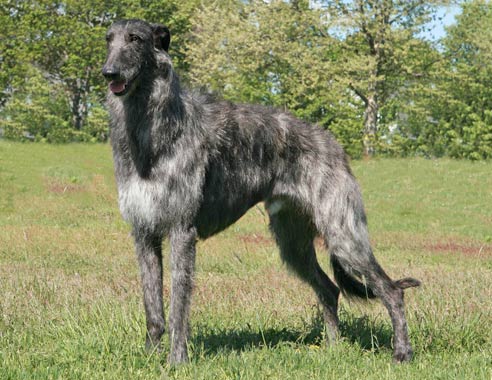 Scottish Deerhound