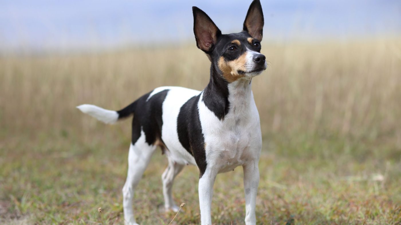 Toy Terrier Americano