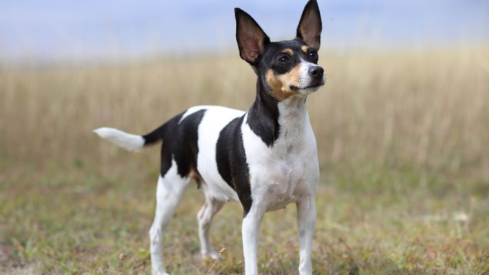 Toy Fox Terrier