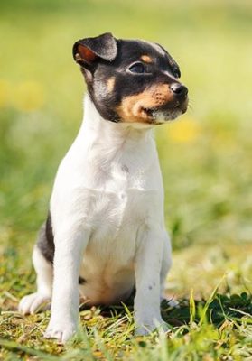 Toy Fox Terrier