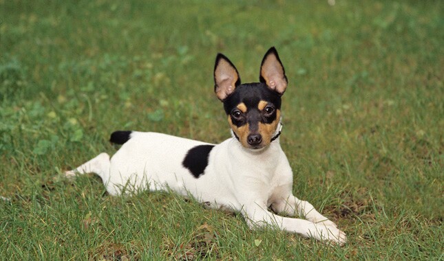 Toy Fox Terrier