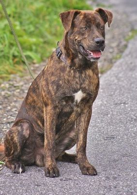 Treeing Tennessee Brindle