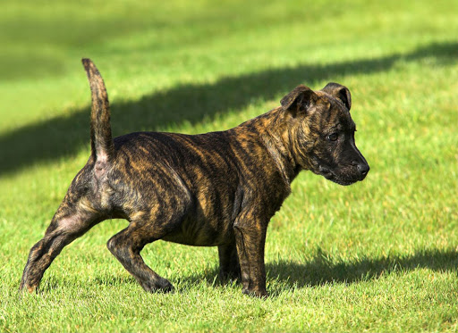 Treeing Tennessee Brindle