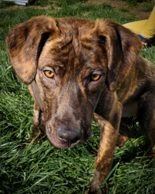 Treeing Tennessee Brindle