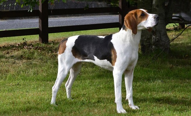 Treeing Walker Coonhound