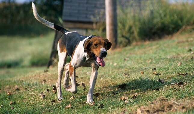 Treeing Walker Coonhound