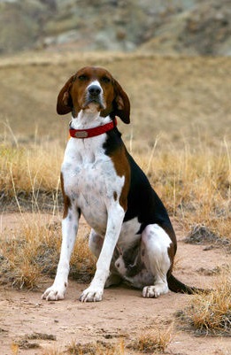 Treeing Walker Coonhound