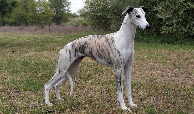 Whippet